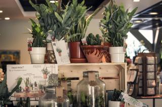 planten voorbeeldX