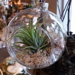 planten voorbeeldX