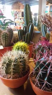 planten voorbeeldX