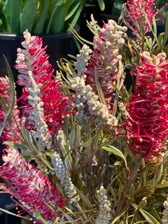 bloemen Bloemen
