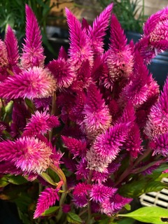 bloemen Bloemen