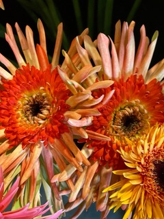 bloemen Bloemen