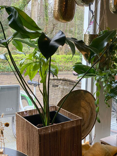 planten Planten