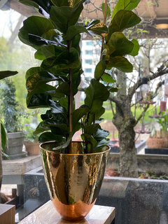 planten Planten