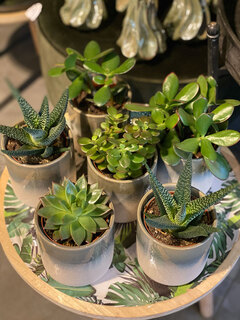 planten Planten