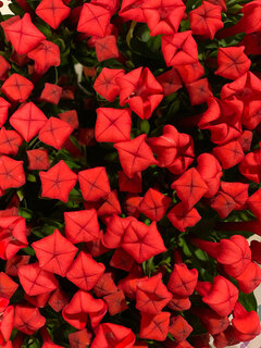 bloemen Bloemen