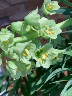 bloemen Bloemen