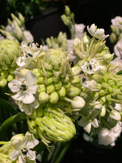 bloemen Bloemen