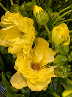 bloemen Bloemen