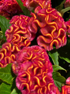 bloemen Bloemen