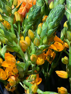 bloemen Bloemen