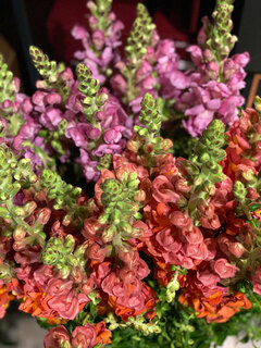 bloemen Bloemen
