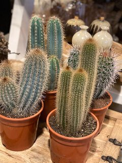 planten Planten