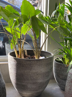 planten Planten
