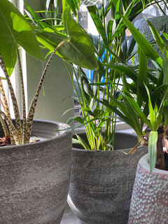 planten Planten