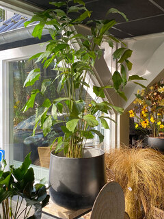 planten Planten
