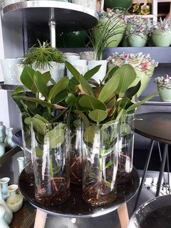 planten Planten