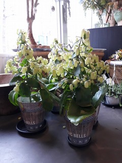 planten Planten