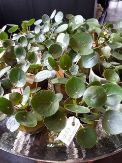 planten Planten