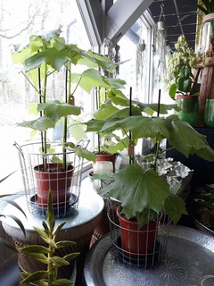 planten Planten