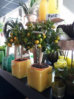 planten Planten