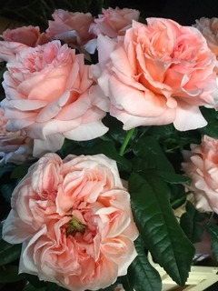 bloemen Bloemen